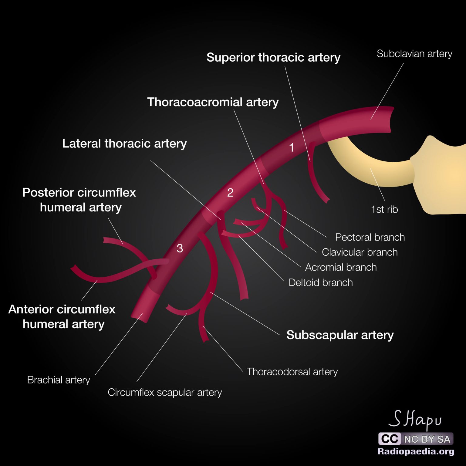 Axillary Artery Mnemonics | Epomedicine