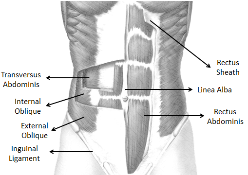 anterior abdominal muscles