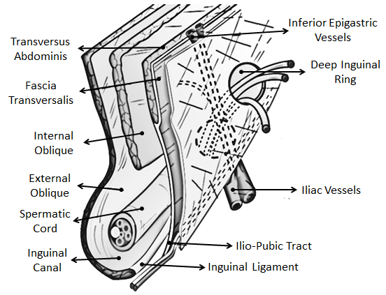 mid-inguinal region anatomy