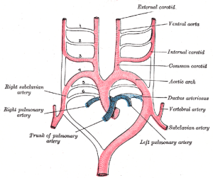 Aortic Arch Derivatives : Mnemonic 