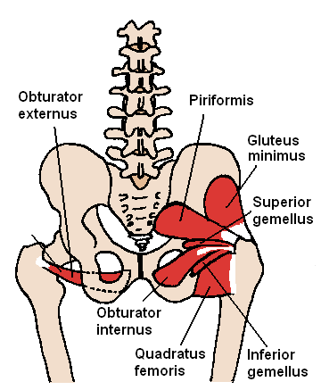 short external rotators hip