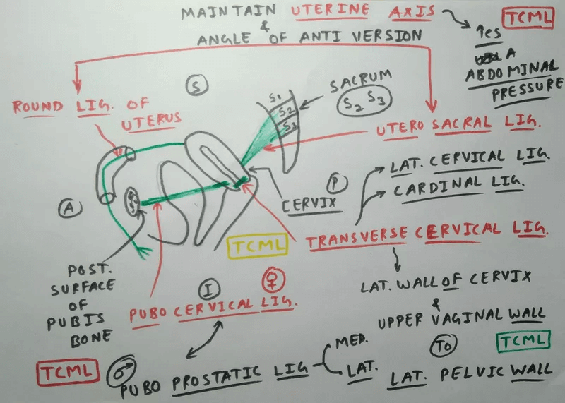 supports of uterus schematic