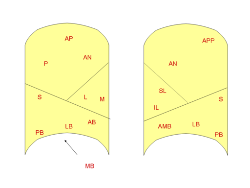 bronchopulmonary segments schematic