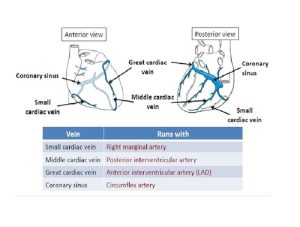 Venous Drainage Of Heart : Mnemonic | Epomedicine