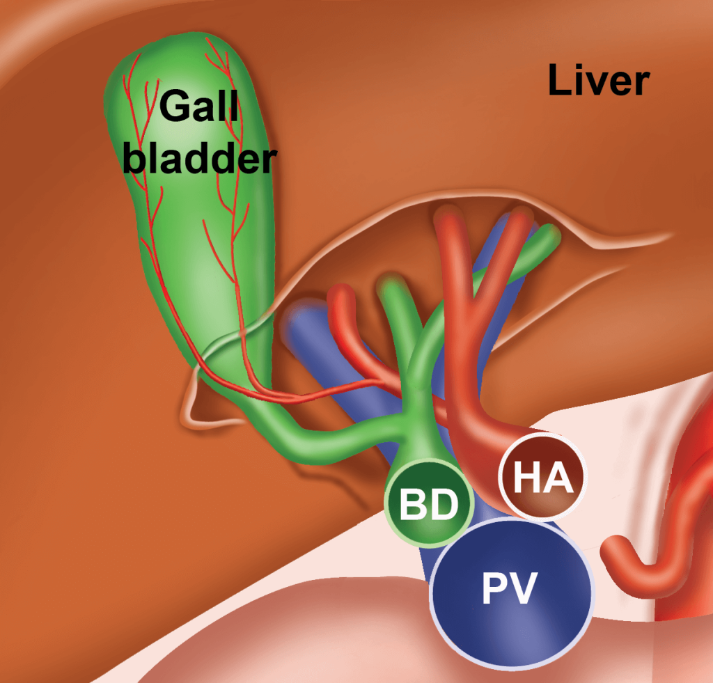 hilum of liver mnemonic