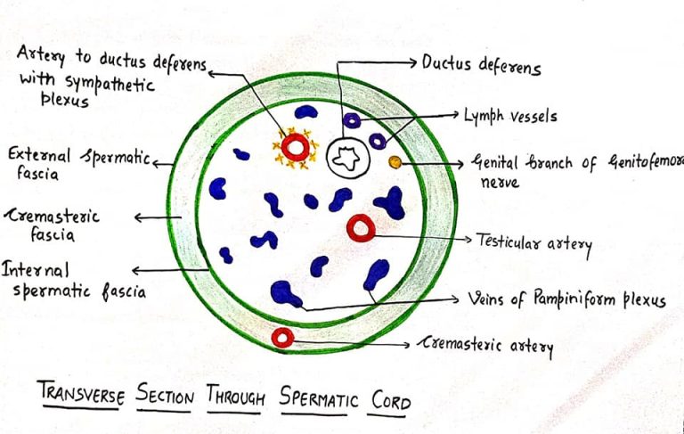 Spermatic Cord Mnemonics Epomedicine   Spermatic Cord Contents 768x487 