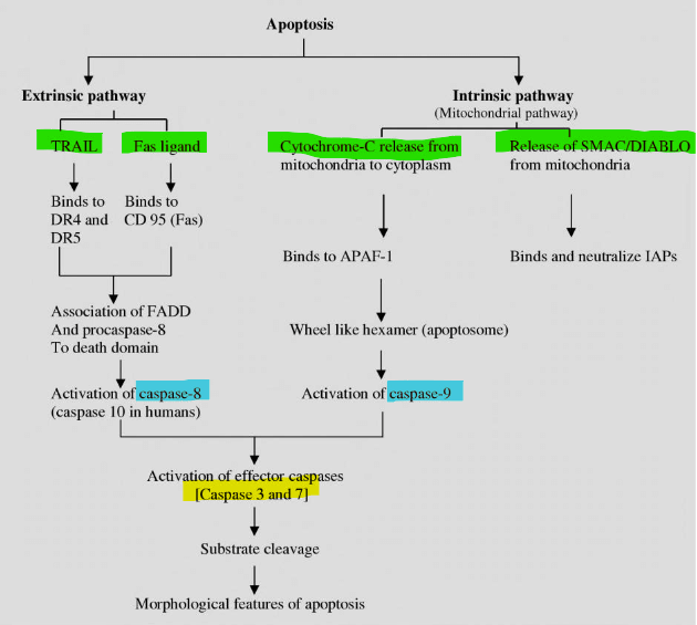 apoptosis pathway