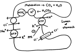 Gastric Acid Secretion Made Easy | Epomedicine