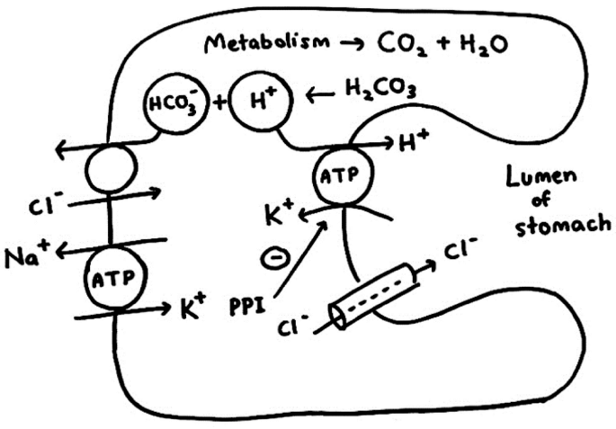 Gastric Acid Secretion Made Easy Epomedicine 