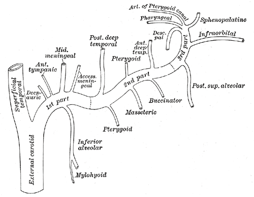 maxillary artery branches