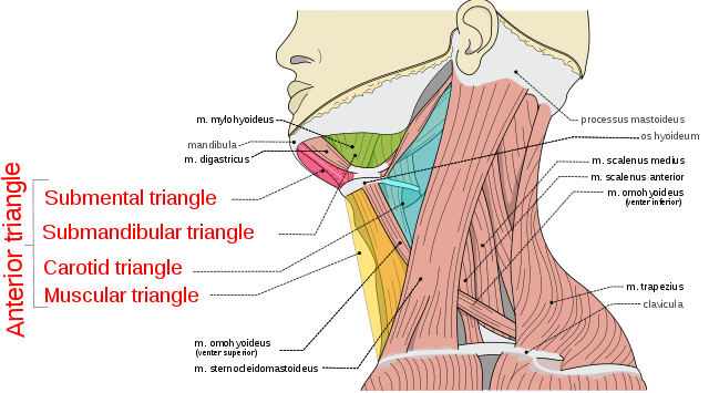 neck triangles