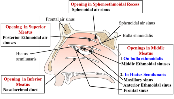 paranasal sinus drainage
