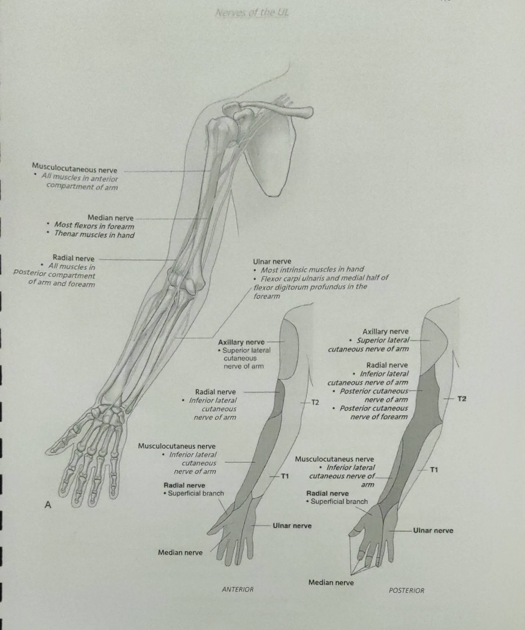 Median, Ulnar and Radial Nerve Course and Innervation Epomedicine