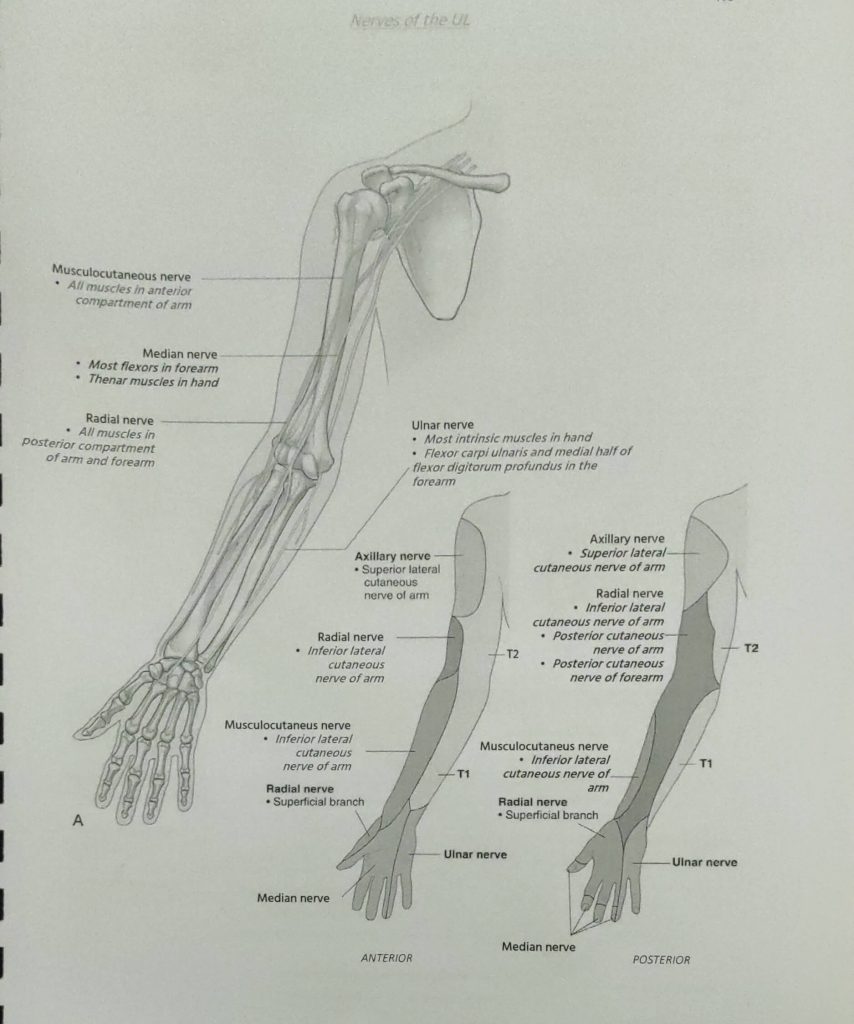 peripheral nerves upper limb