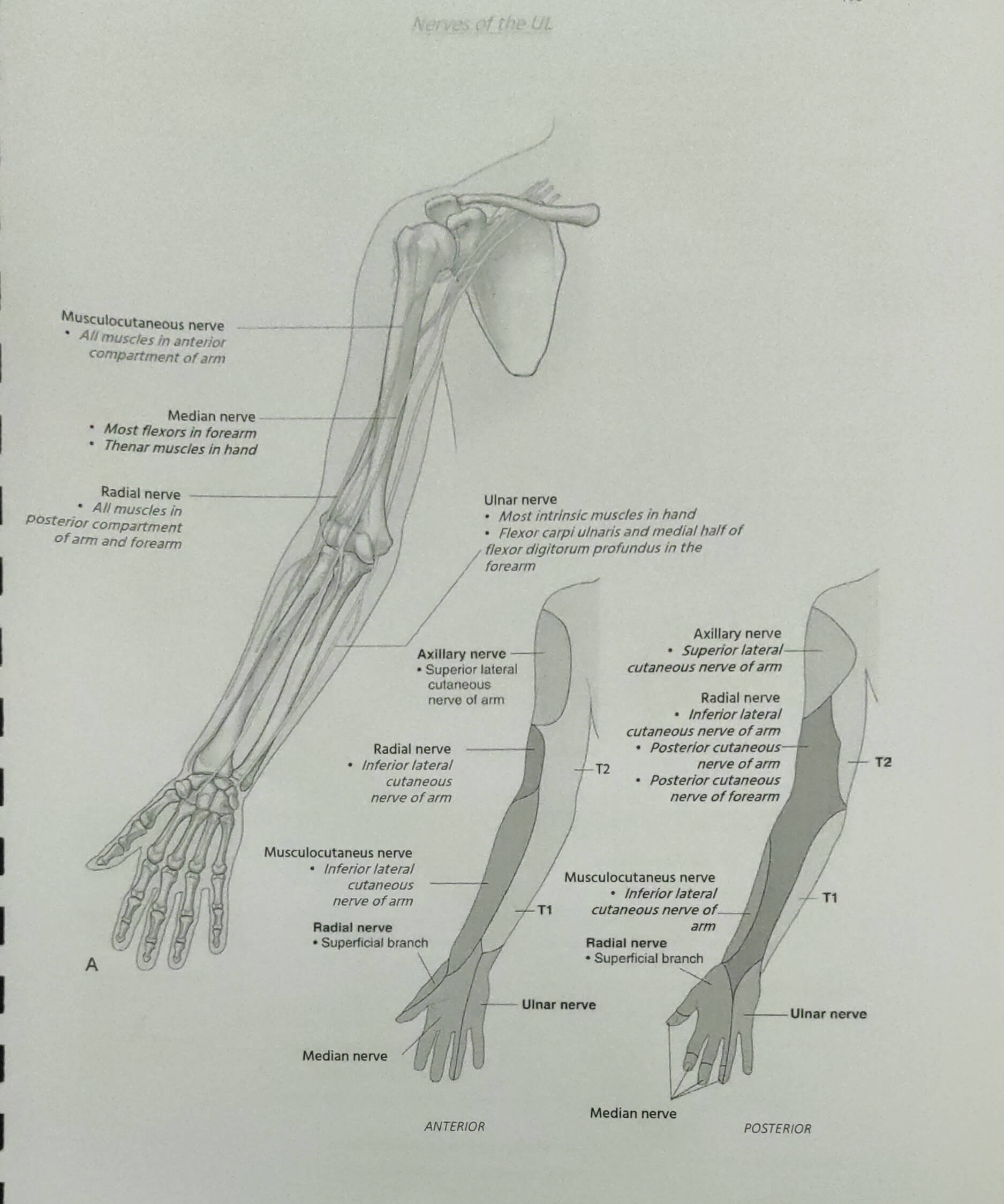 Median Ulnar And Radial Nerve Course And Innervation Epomedicine