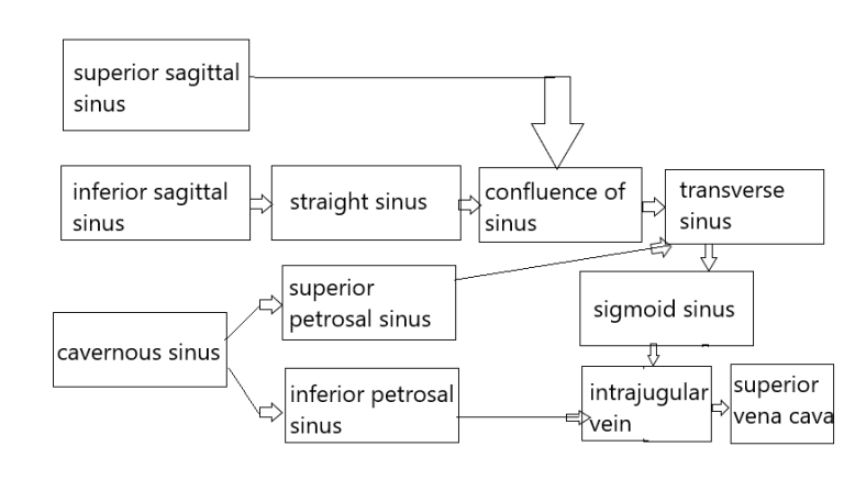 Dural Reflections And Venous Sinuses Epomedicine 9465