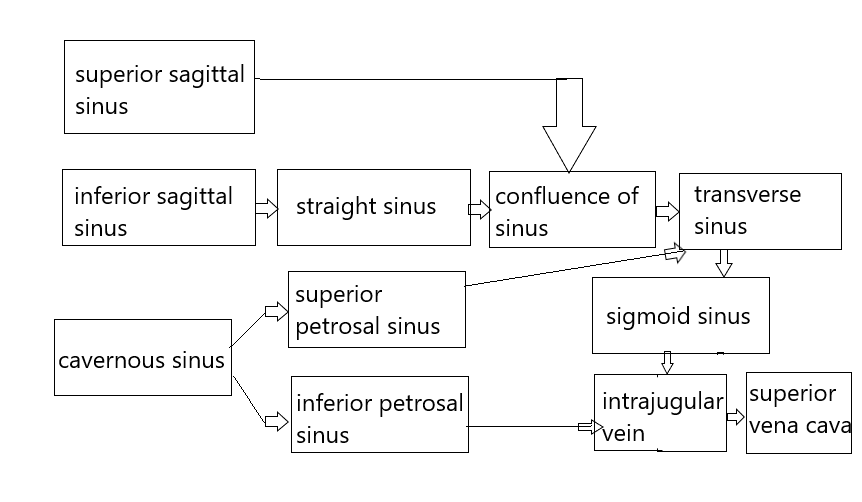 flow cranial venous sinuses