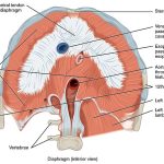 Applied anatomy of Anatomical Snuff Box