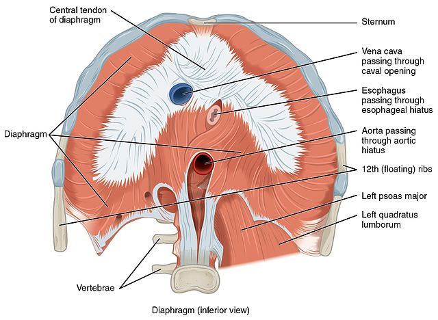 diaphragm inferior view