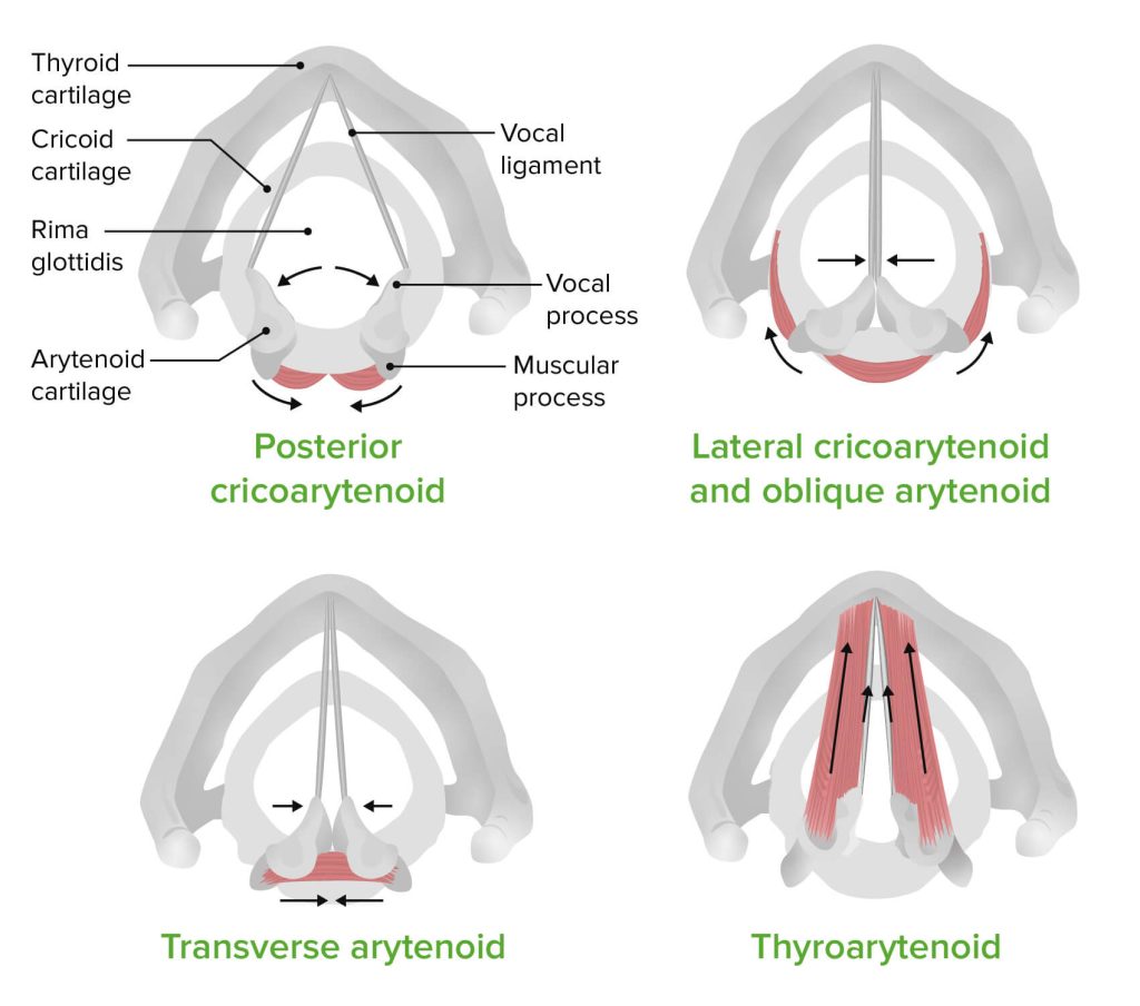 functions of intrinsic muscles of larynx
