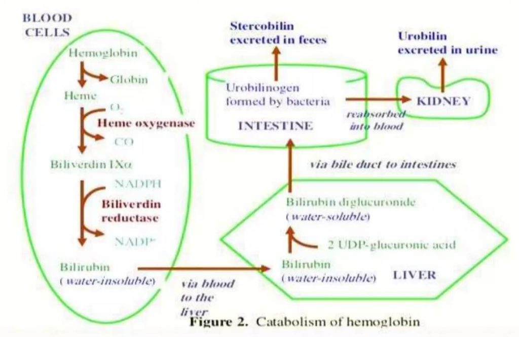bilirubin synthesis and metabolism