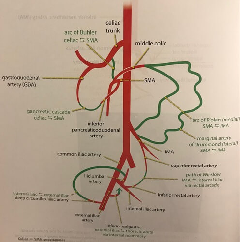 Celiac Trunk Artery Anatomy Celiac Trunk Artery Anatomy