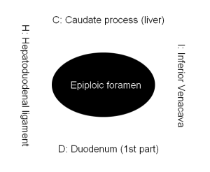 Epiploic foramen of Winslow : Mnemonic | Epomedicine