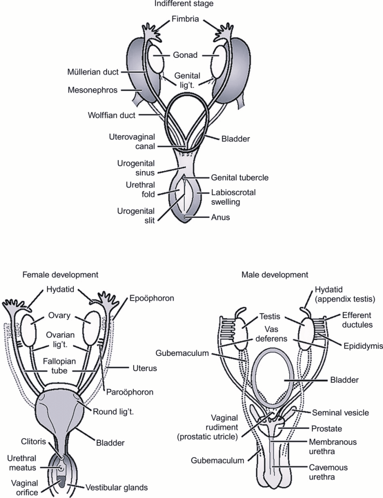 genital structure development