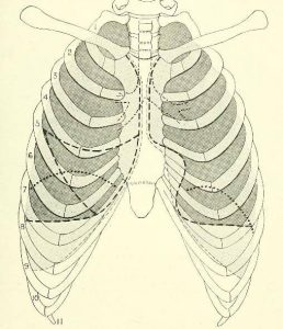 Surface Anatomy of Pleura and Lung | Epomedicine