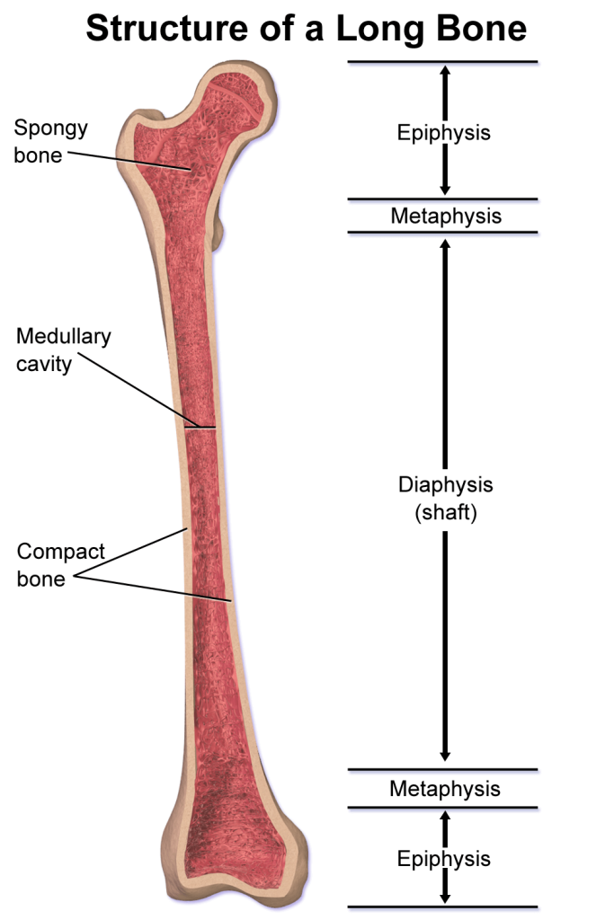 long bones part