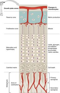 Anatomy of Physis (Growth Plate) | Epomedicine