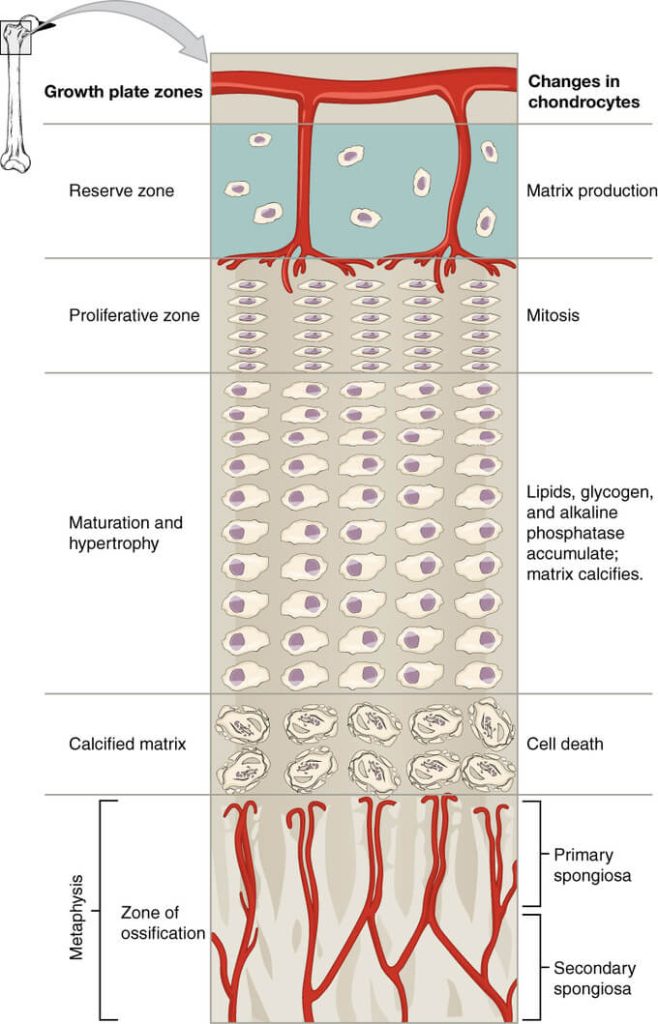 physis zones