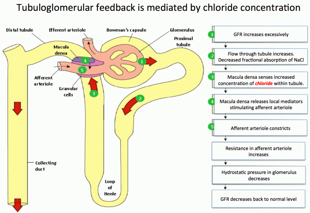 hyperchloremia gfr