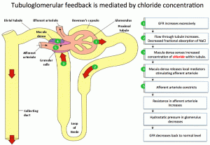 How Hyperchloremia Impairs Renal Function