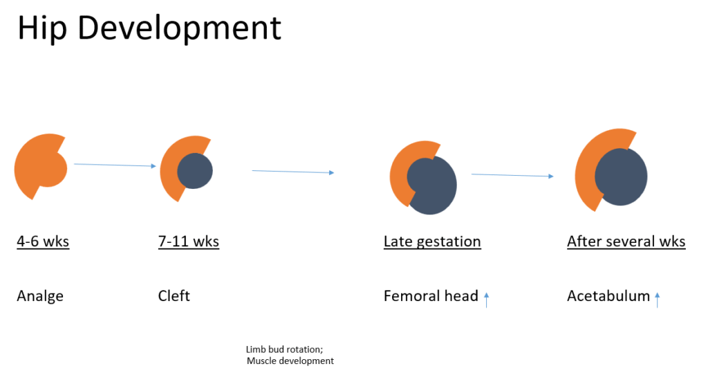 hip development